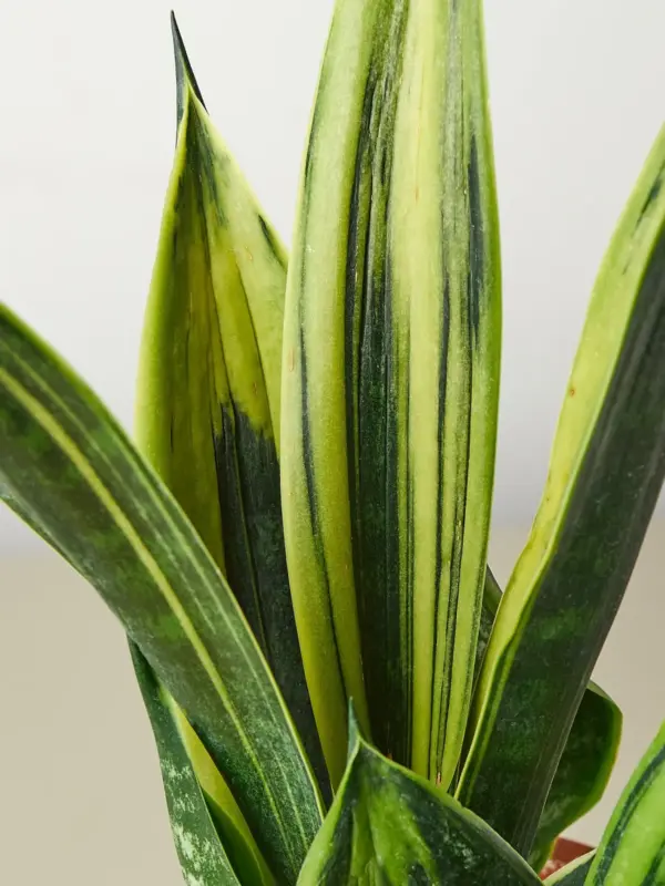 Snake Plant 'Gold Flame' — leaf detail close-up