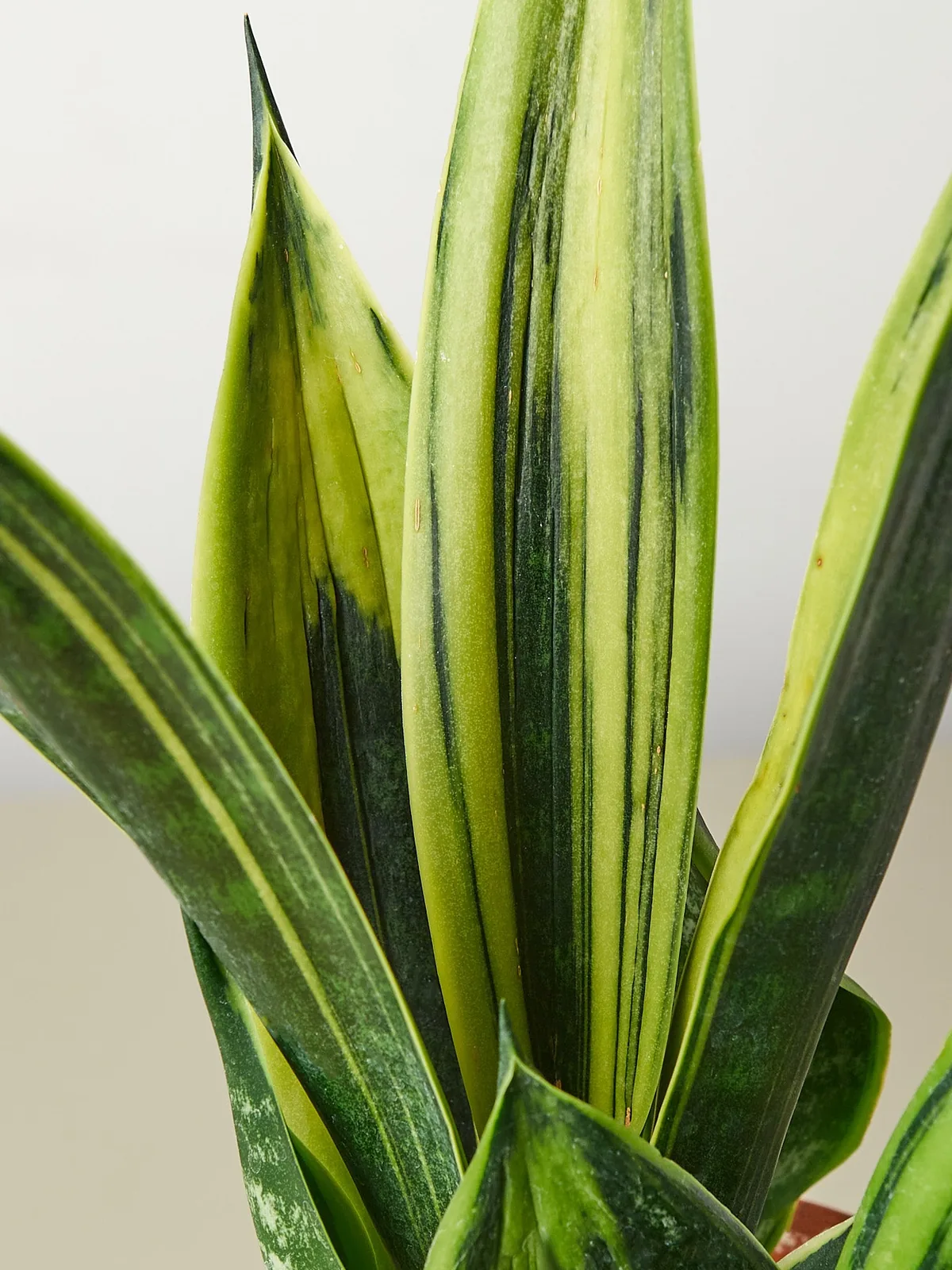 Snake Plant 