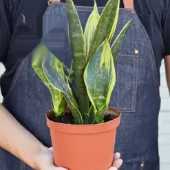 Snake Plant 'Gold Flame' — held in hand for size reference