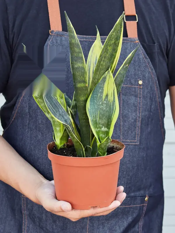Snake Plant 'Gold Flame' — held in hand for size reference