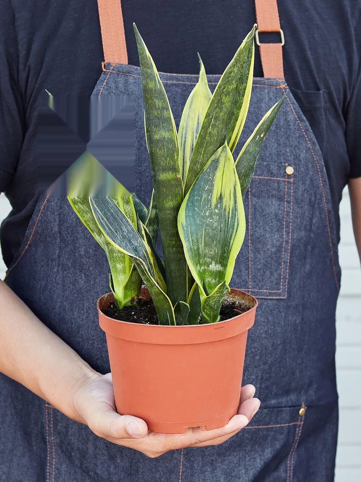 Snake Plant 