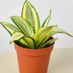 Snake Plant 'Gold Hahnii' Star