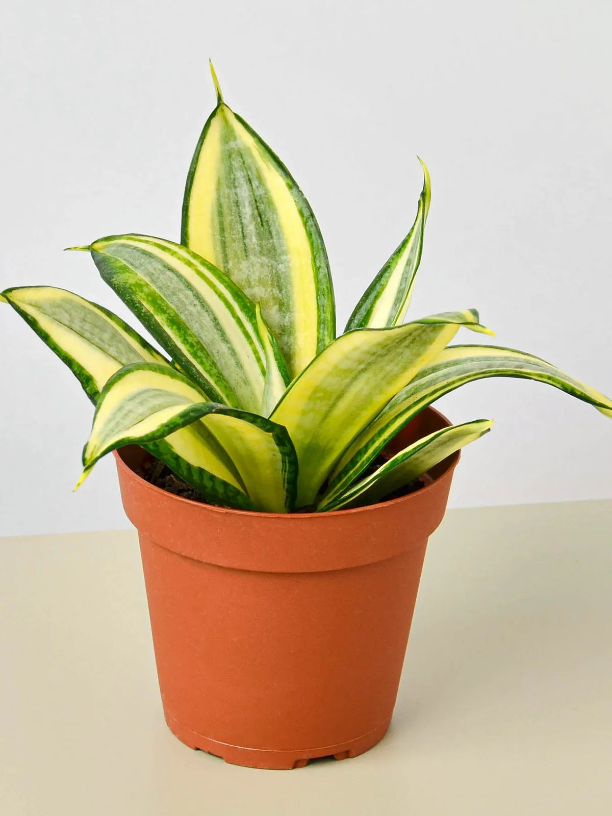 Snake Plant 