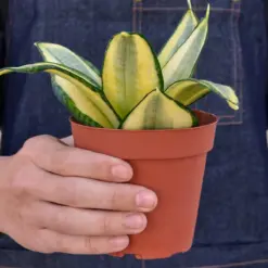 Snake Plant 'Gold Hahnii' Star — additional view
