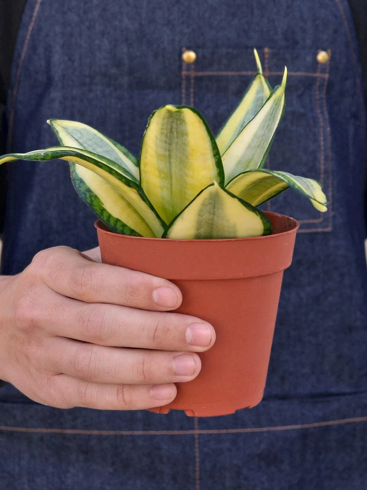 Snake Plant 