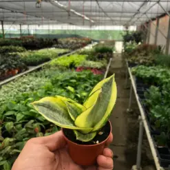 Snake Plant 'Gold Hahnii' Star — additional view