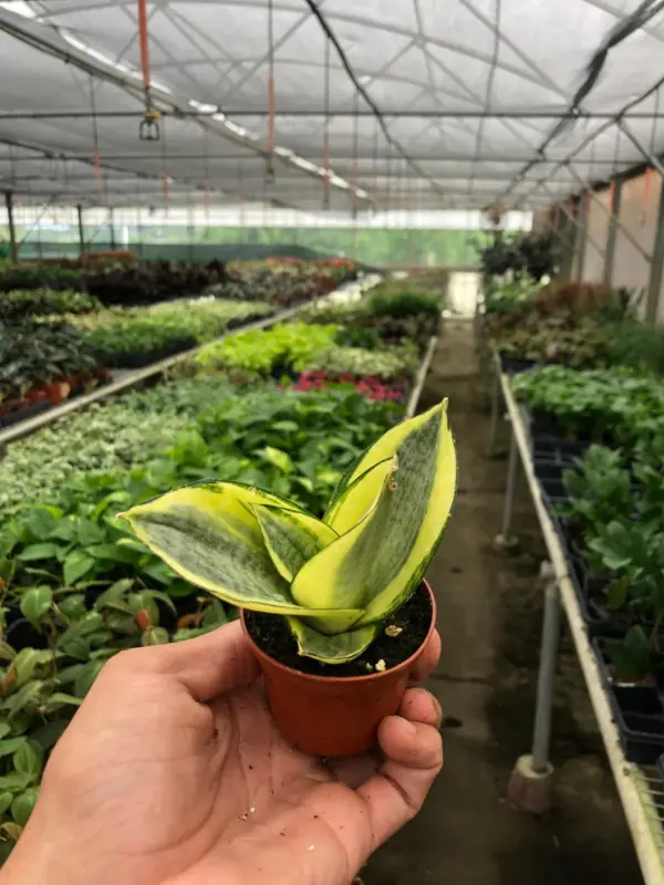 Snake Plant 'Gold Hahnii' Star — additional view
