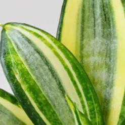 Snake Plant 'Gold Hahnii' Star — additional view