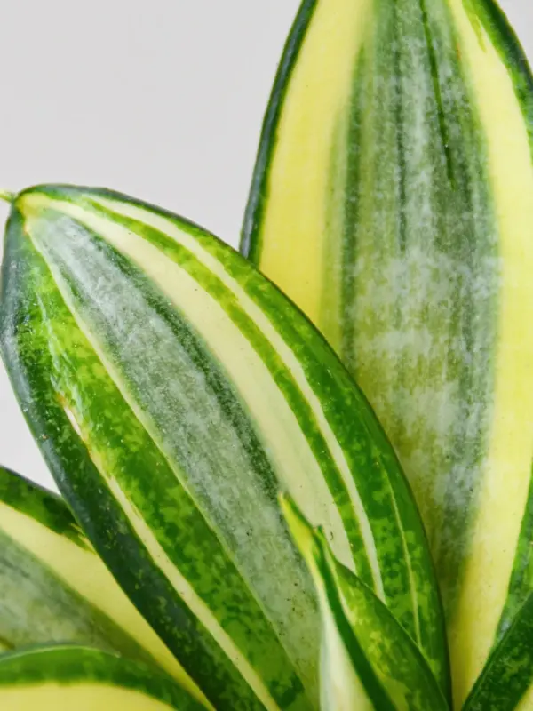 Snake Plant 'Gold Hahnii' Star — additional view