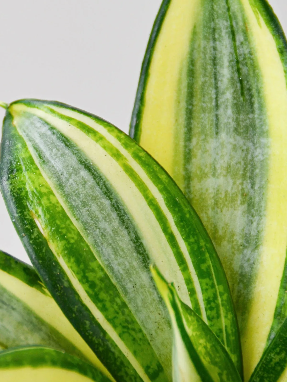 Snake Plant 