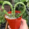 Snake 'Heart' houseplant