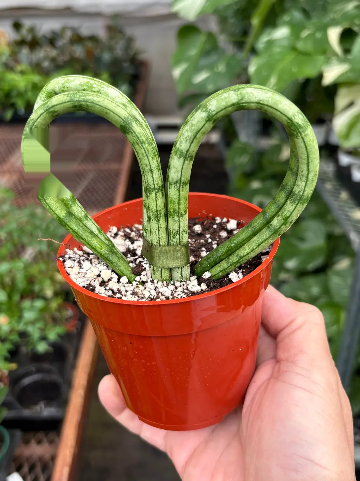Snake 