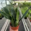 Snake Plant 'Jaboa'