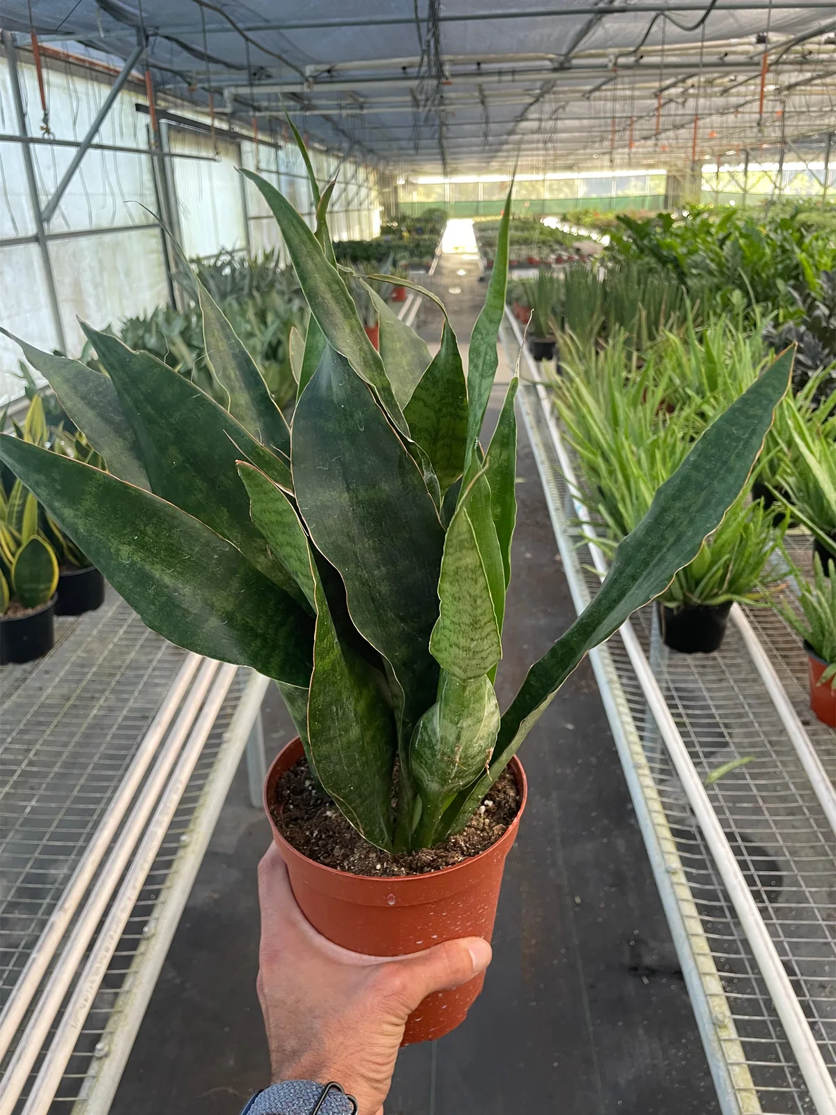 Snake Plant 