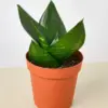Snake Plant 'Jade' Star