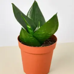 Snake Plant 'Jade' Star