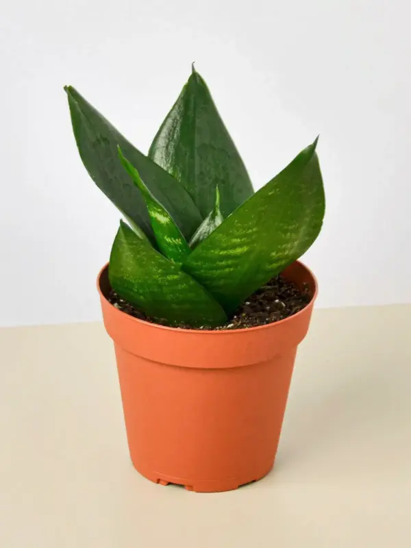 Snake Plant 'Jade' Star