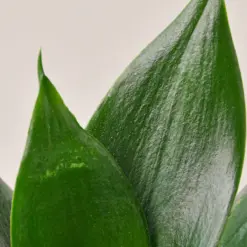 Snake Plant 'Jade' Star — leaf detail close-up