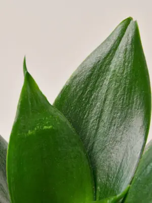Snake Plant 'Jade' Star — leaf detail close-up