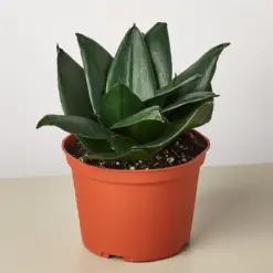 Snake Plant 'Jade' Star — additional view
