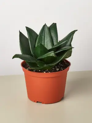 Snake Plant 'Jade' Star — additional view