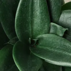 Snake Plant 'Jade' Star — leaf detail close-up