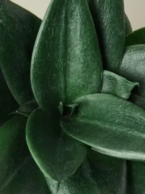Snake Plant 'Jade' Star — leaf detail close-up