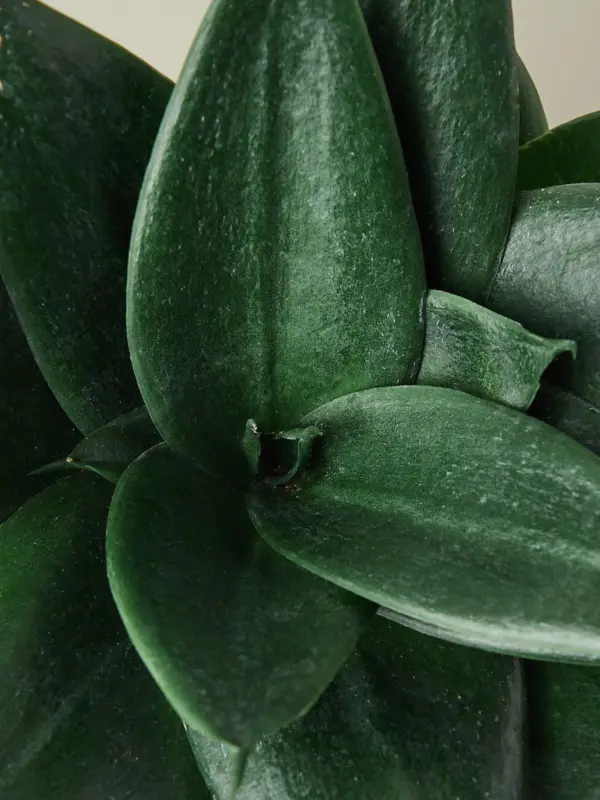 Snake Plant 'Jade' Star — leaf detail close-up
