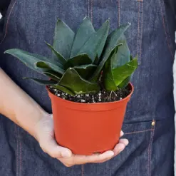 Snake Plant 'Jade' Star — held in hand for size reference