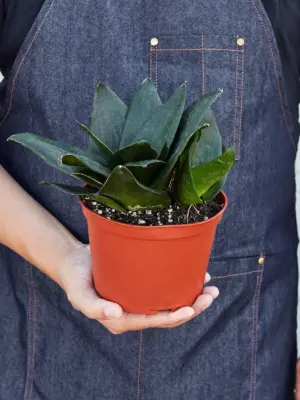 Snake Plant 'Jade' Star — held in hand for size reference