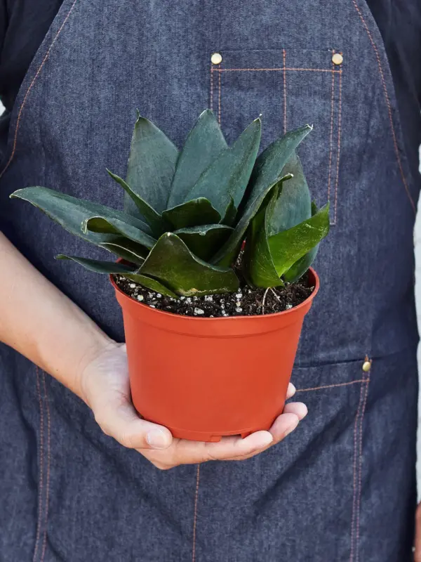 Snake Plant 'Jade' Star — held in hand for size reference