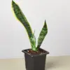 Snake Plant 'Laurentii'