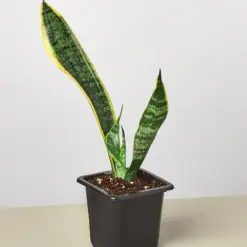 Snake Plant 'Laurentii'