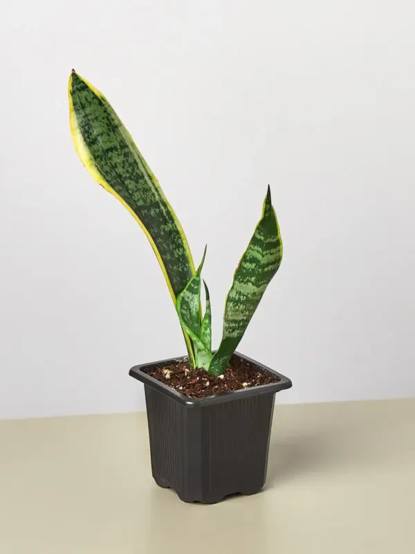 Snake Plant 'Laurentii'