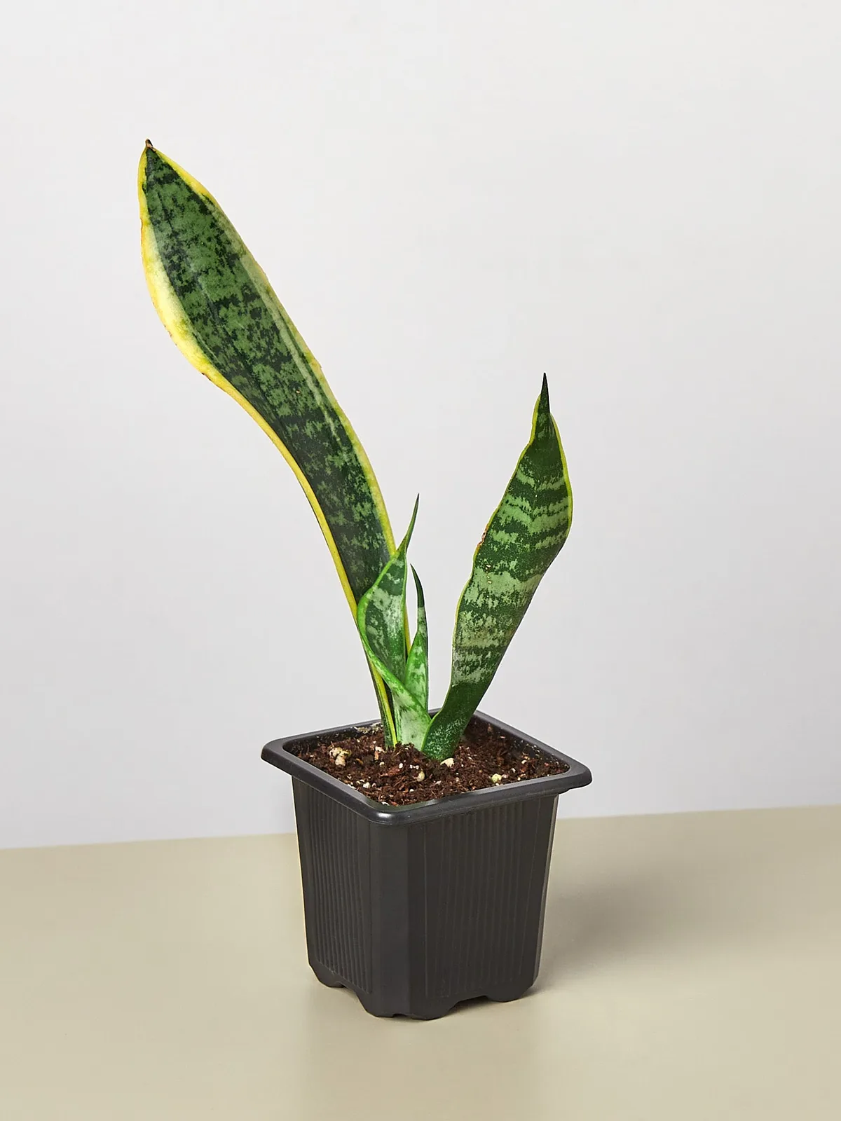 Snake Plant 