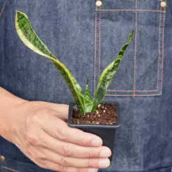 Snake Plant 'Laurentii' — additional view
