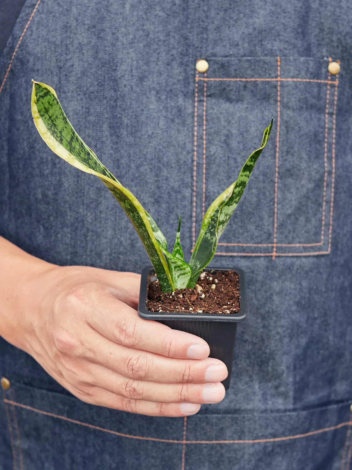 Snake Plant 