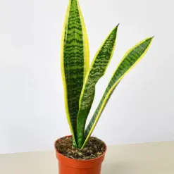 Snake Plant 'Laurentii' — additional view