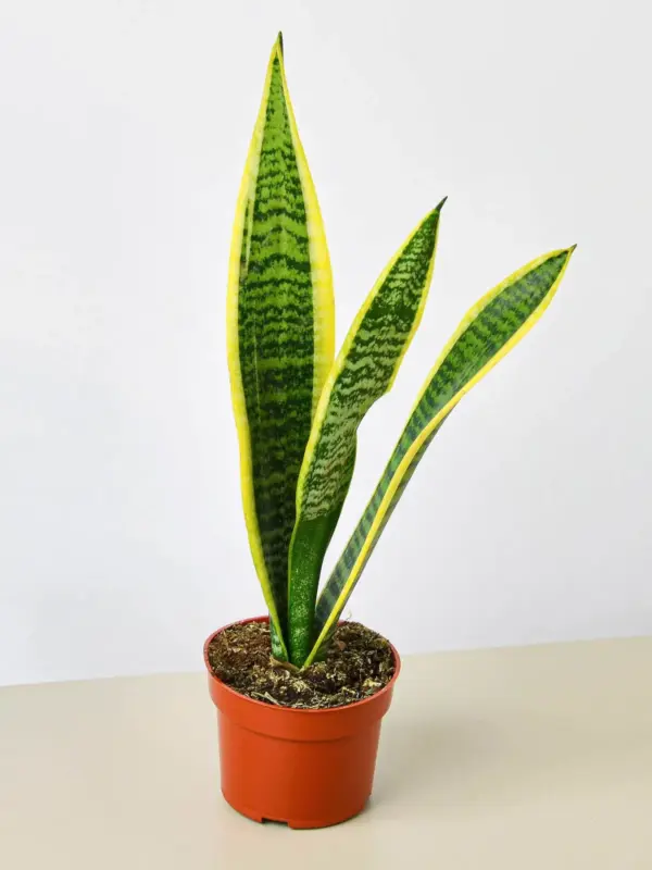 Snake Plant 'Laurentii' — additional view