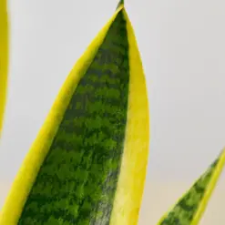 Snake Plant 'Laurentii' — additional view