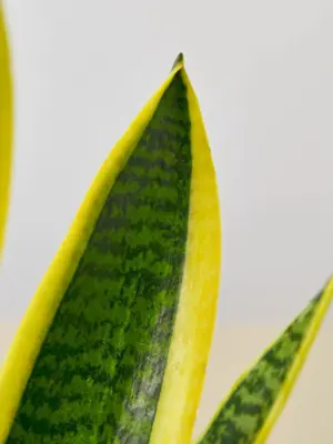 Snake Plant 'Laurentii' — additional view
