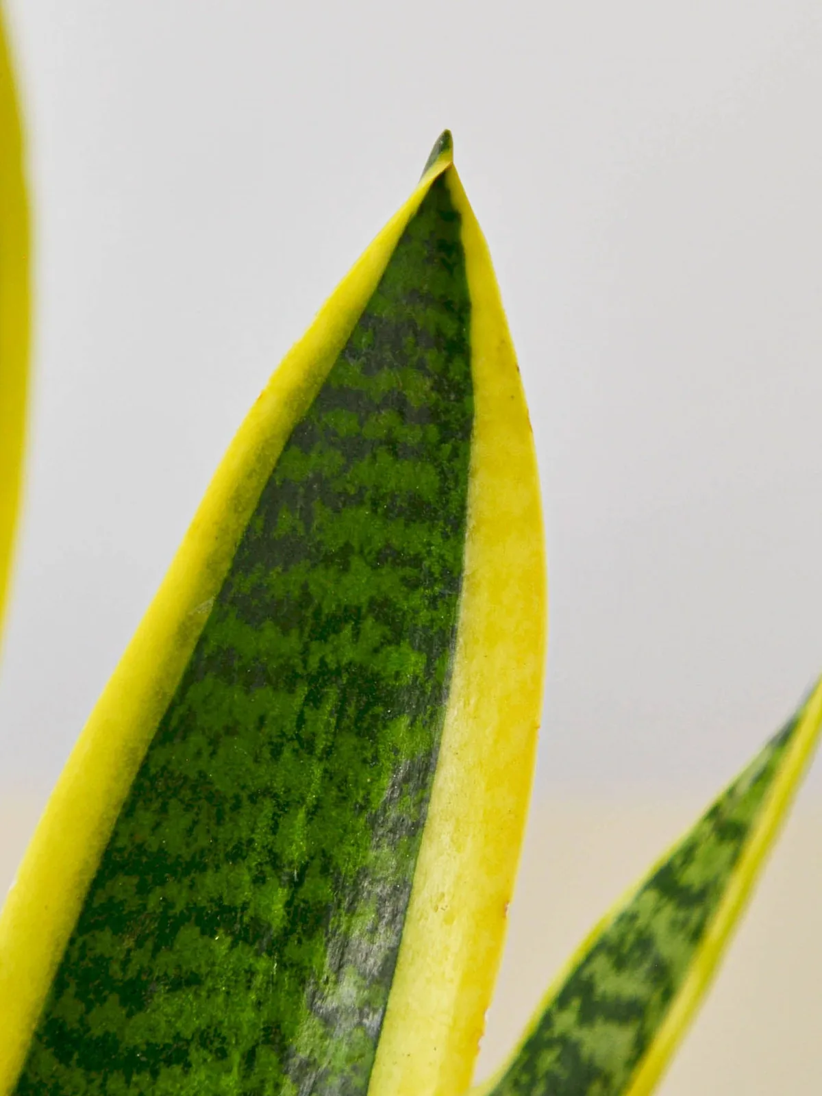 Snake Plant 