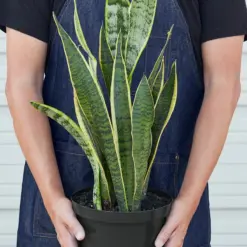 Snake Plant 'Laurentii' — additional view