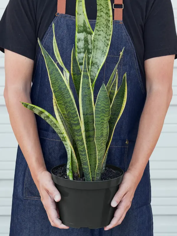 Snake Plant 'Laurentii' — additional view
