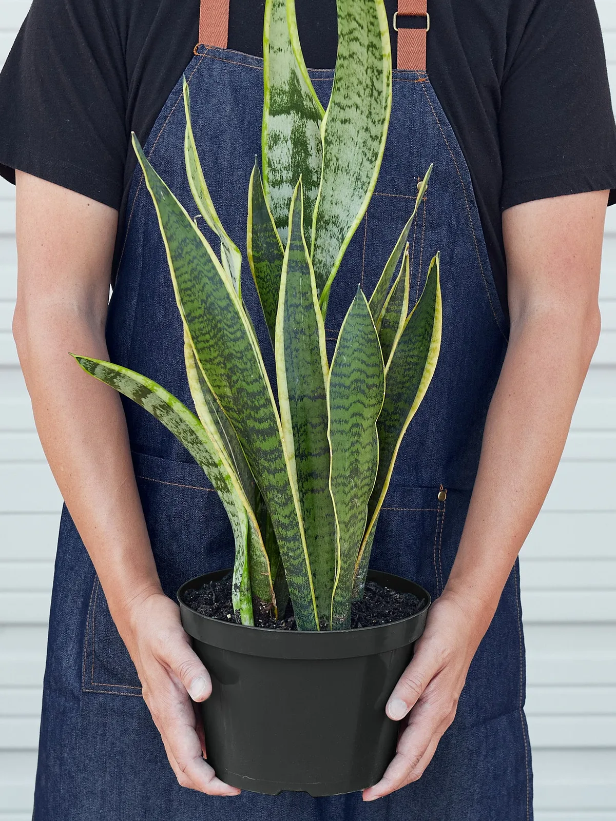 Snake Plant 