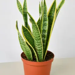 Snake Plant 'Laurentii' — additional view
