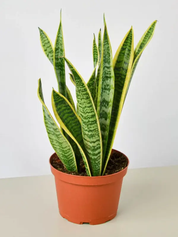 Snake Plant 'Laurentii' — additional view