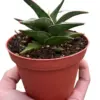 Snake 'Lavranos' houseplant