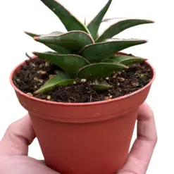 Snake 'Lavranos' houseplant
