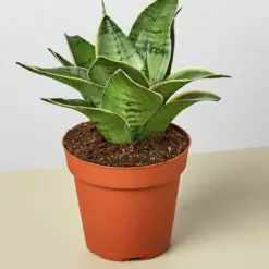 Snake Plant 'Starlight' Misty
